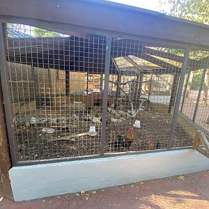 Chicken aviary 1
