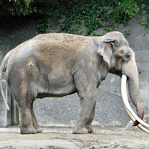 Indian Elephant (Elephas maximus indicus) November 1, 2025