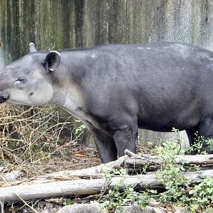 Baird’s Tapir (Tapirus bairdii) November 1, 2025