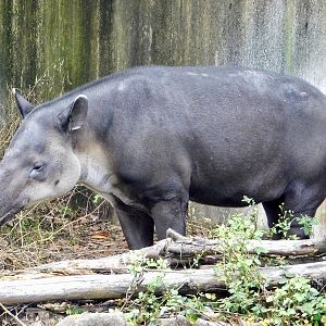 Baird’s Tapir (Tapirus bairdii) November 1, 2025