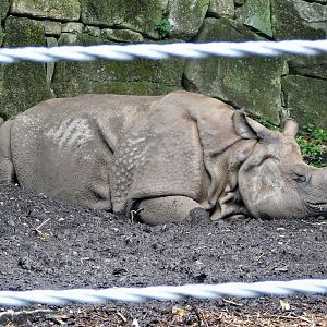 Indian Rhinoceros (Rhinoceros unicornis) November 1, 2025