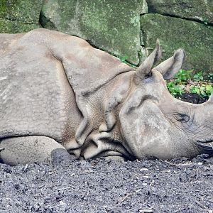 Indian Rhinoceros (Rhinoceros unicornis) November 1, 2025