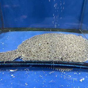turbot (scophthalmus maximus)