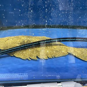 olive flounder (paralichthys olivaceus)