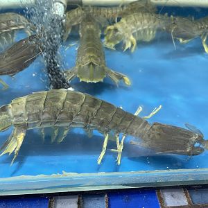 giant harpiosquillid mantis shrimp (harpiosquilla raphidea)