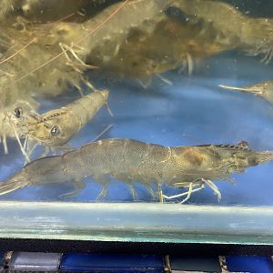 whiteleg shrimp (litopenaeus vannamei)