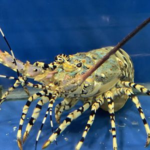 ornate spiny lobster (panulirus ornatus)