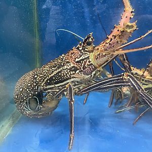 longlegged spiny lobster (panulirus longipes)