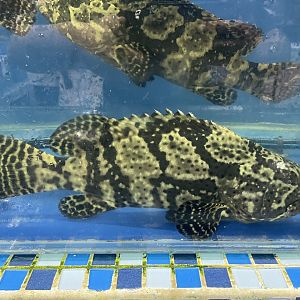 hybrid grouper (epinephelus fuscoguttatus x epinephelus lanceolatus)