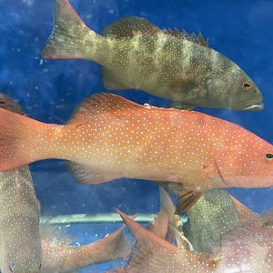 leopard coral grouper (plectropomus leopardus) (1)