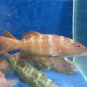 leopard coral grouper (plectropomus leopardus) (2)