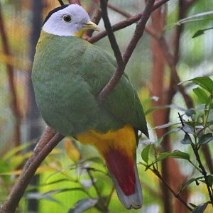 Black-naped Fruit Dove (Ptilinopus melanospilus)