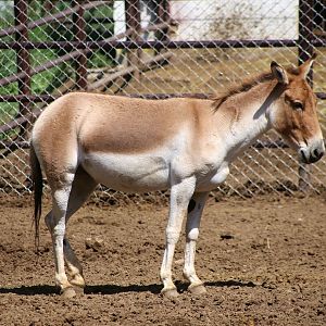 Kiang (Equus kiang)