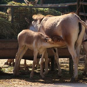 Eastern Kiang Nursing