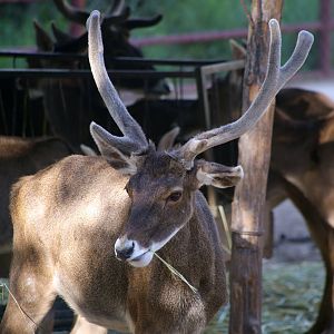 White-lipped Deer