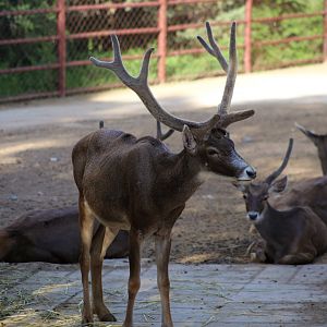 White-lipped Deer