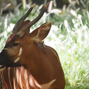 Eastern/Mountain Bongo