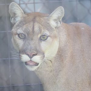 North American Cougar