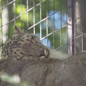 Snow Leopard