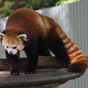 Western Red Panda