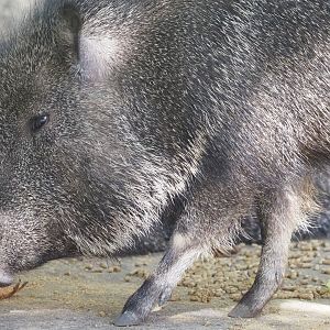 Chacoan Peccary