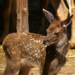 White-lipped Deer Fawn