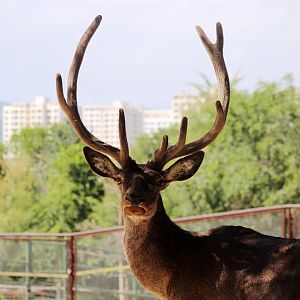MacNeill's Wapiti (Cervus canadensis macneilli)