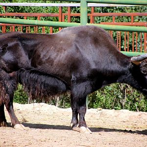 Wild Yak (Bos mutus)