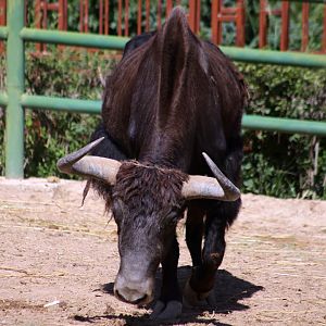 Wild Yak (Bos mutus)