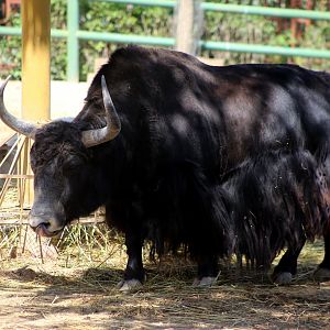 Wild Yak (Bos mutus)