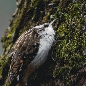 Eurasian treecreeper