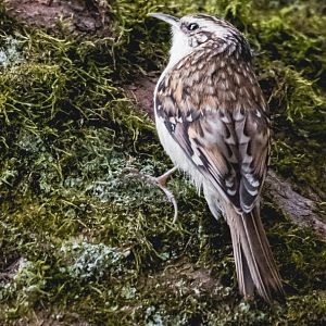 Eurasian treecreeper