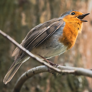 European robin
