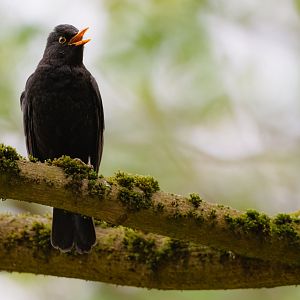 Common blackbird
