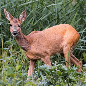 Roe deer