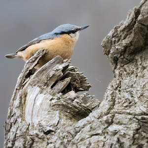 Eurasian nuthatch