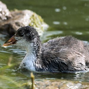 Common moorhen