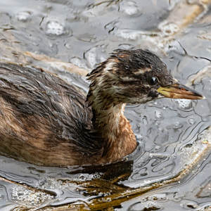 Little grebe