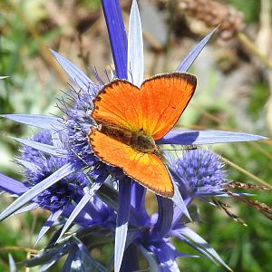 Lycaena virgaureae