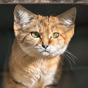 Sand cat