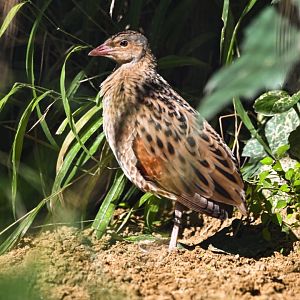 Corn crake