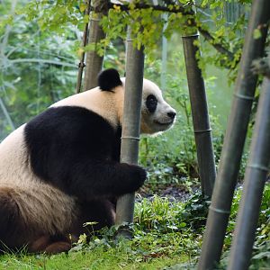 Giant panda (Ailuropoda melanoleuca)