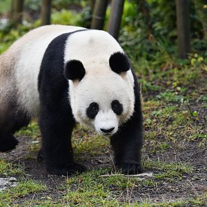 Giant panda (Ailuropoda melanoleuca)