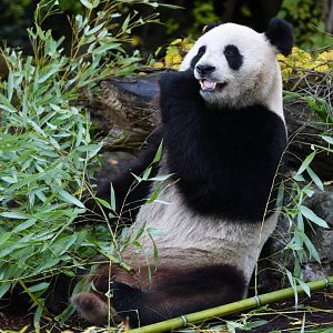 Giant panda (Ailuropoda melanoleuca)