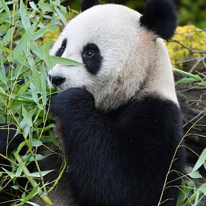 Giant panda (Ailuropoda melanoleuca)
