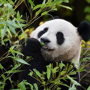 Giant panda (Ailuropoda melanoleuca)