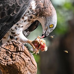 European honey buzzard