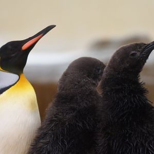 King penguin (Aptenodytes patachonicus)