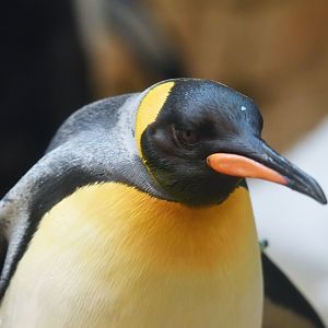 King penguin (Aptenodytes patachonicus)