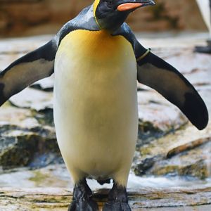 King penguin (Aptenodytes patachonicus)